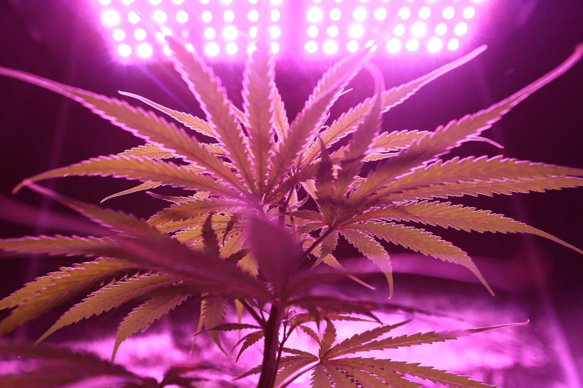 Troubleshooting Heat Issues with LED Grow Lights