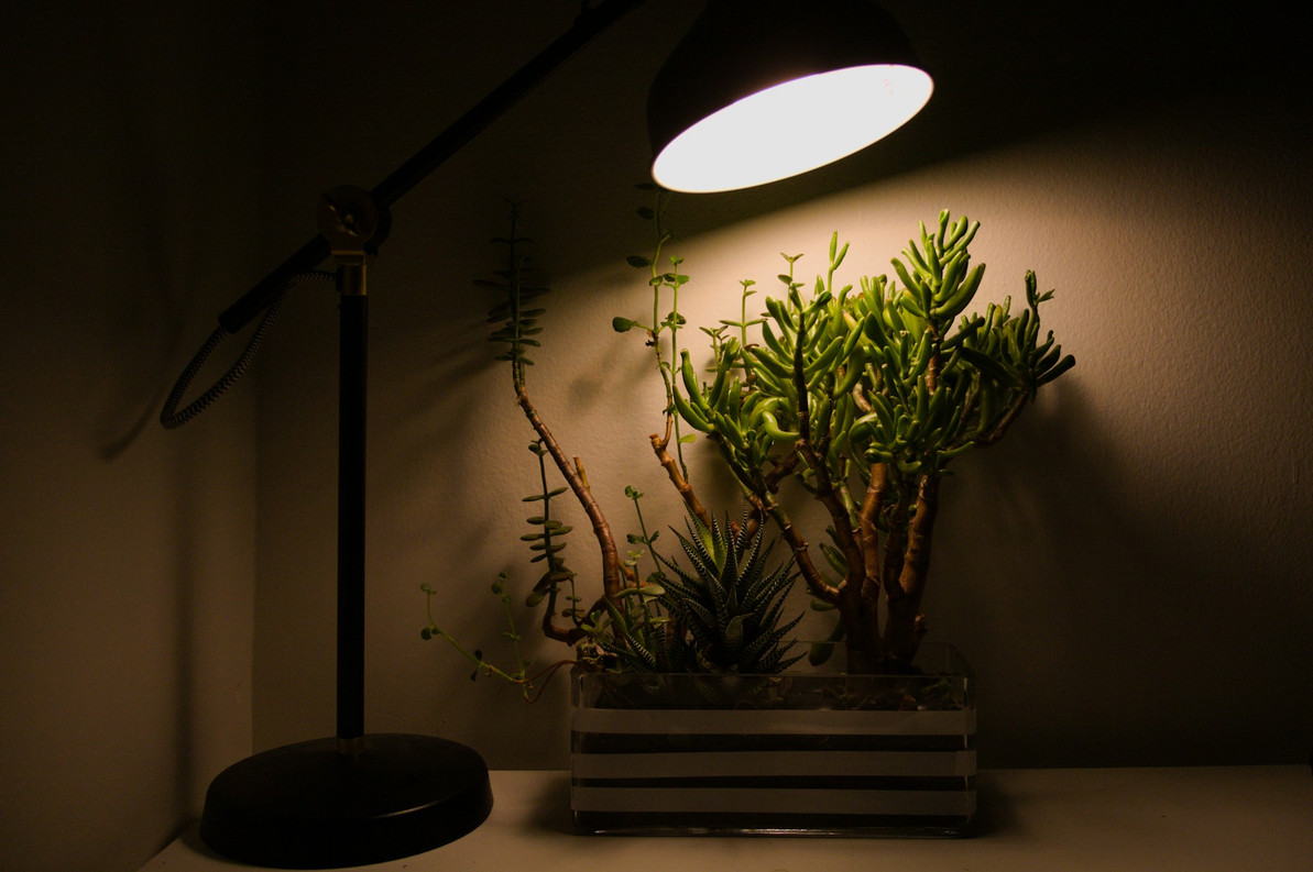 Best Lighting Accessories for Different Stages of Growth