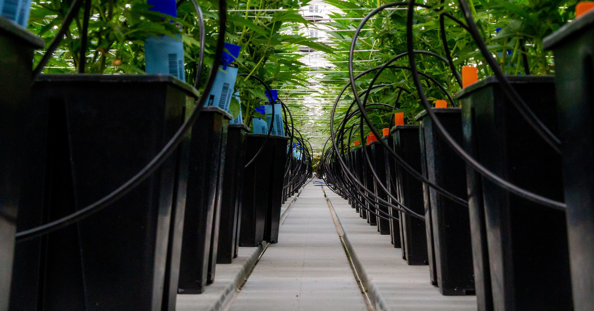 10 Beginner Hydroponics Mistakes To Avoid