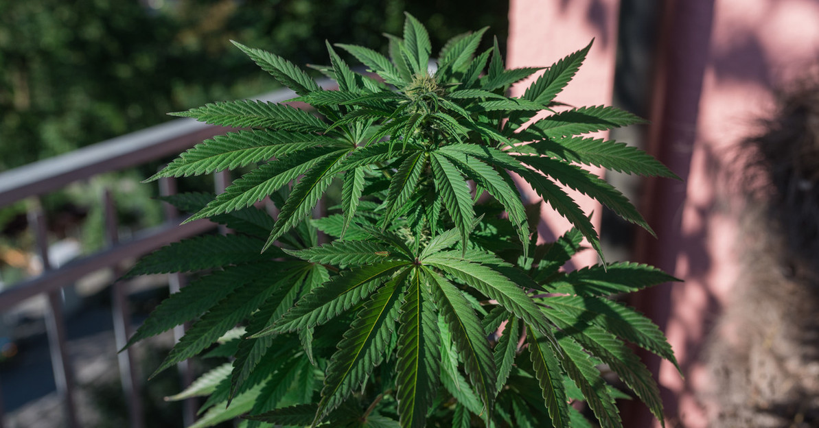 5 Reasons To Grow Your Own Cannabis at Home