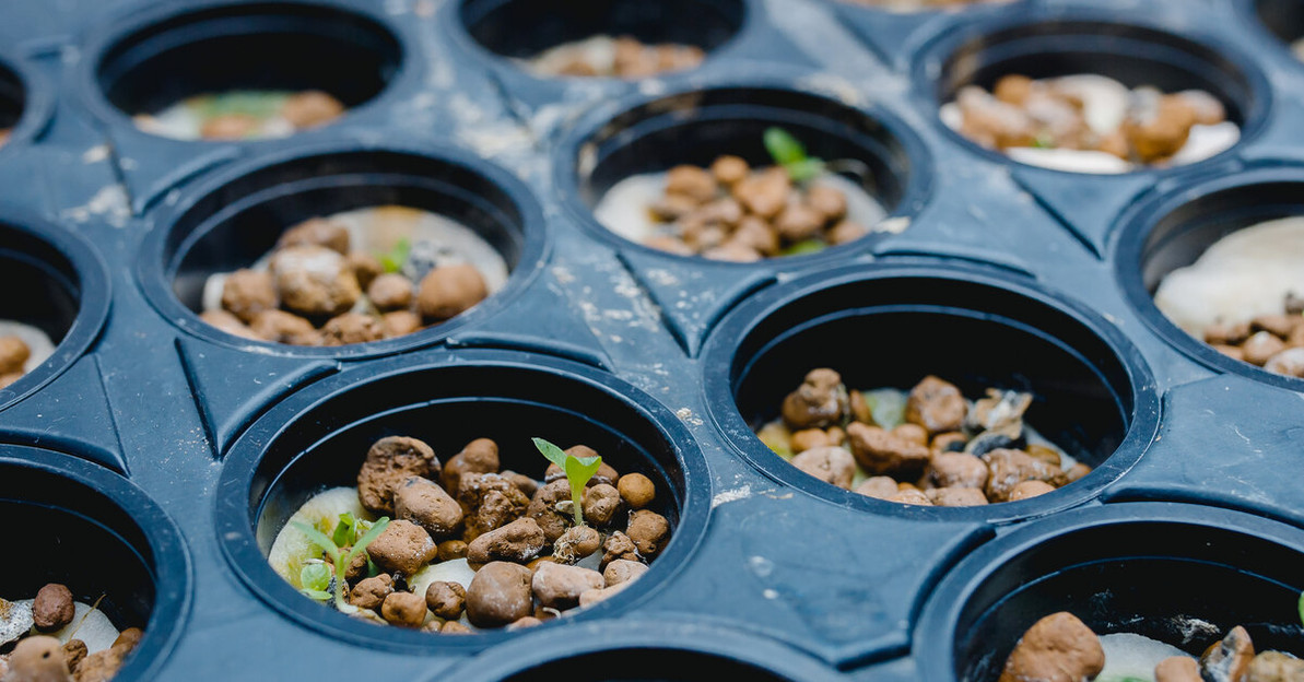 All About Hydroponics as a Sustainable Growing Method