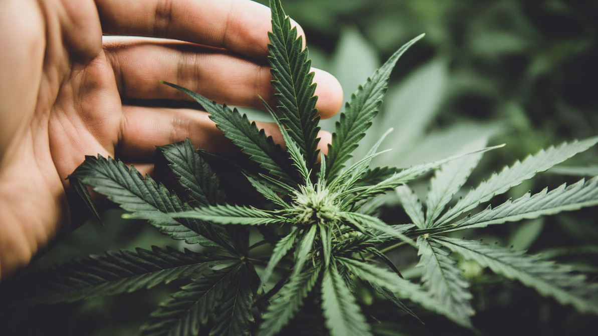 5 Common Reasons for Dry, Crispy Cannabis Leaves