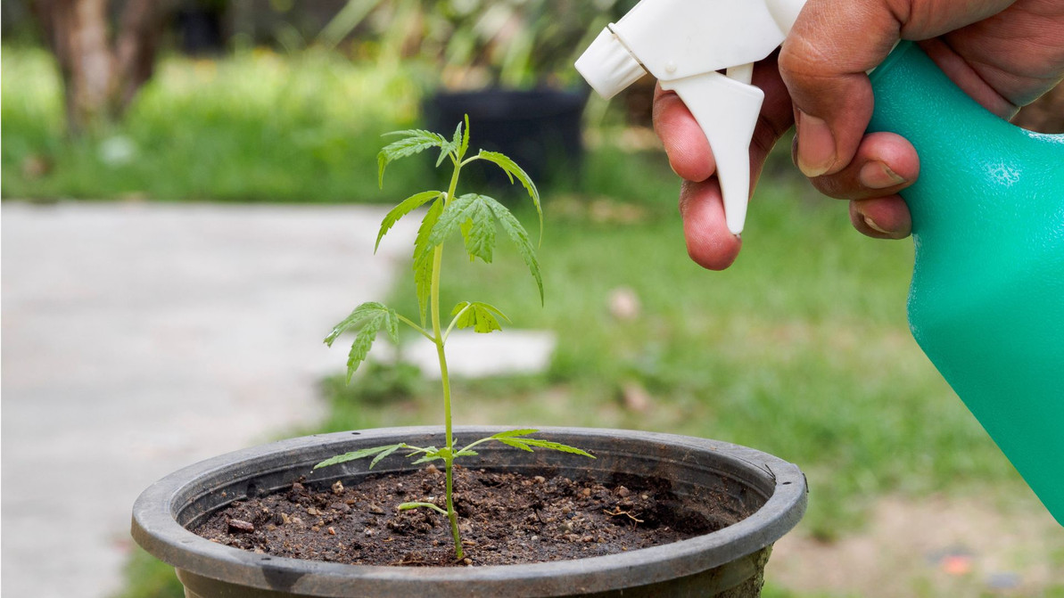 What Is the Best Way To Water Your Cannabis Plants?