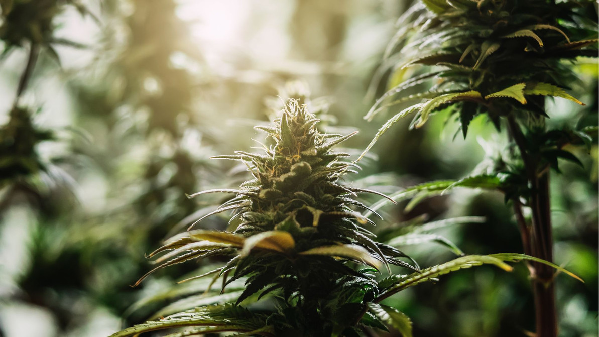 Tips for Winterizing Your Cannabis Grow Room