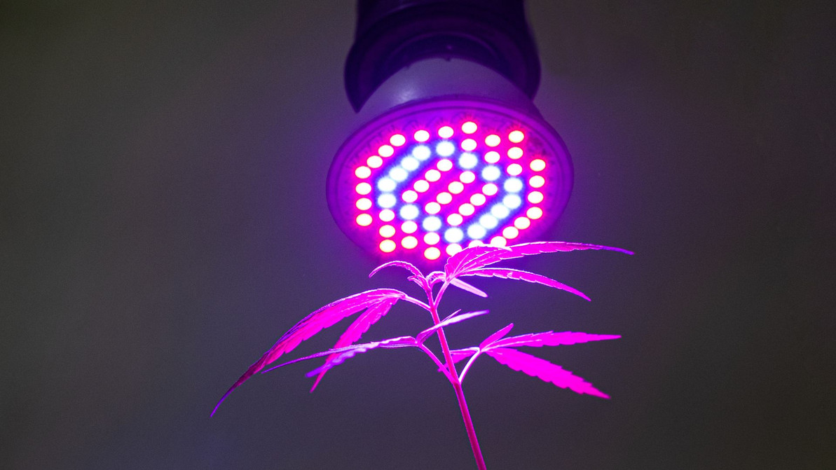 A Brief Overview of Grow Light Maintenance