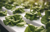 Choosing the Best Media for a Successful Hydroponic System