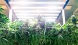 Fluorescent vs. Other Light Sources: Which is Better for Cannabis?