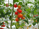 Comparing High Intensity Discharge and LED Grow Lights for Tomatoes
