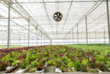 Optimizing Your Grow Space with the Right Grow Tents