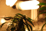 Essential Lighting Accessories for Different Stages of Cannabis Growth