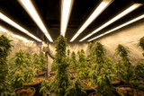 Optimizing Fluorescent Lighting for Maximum Cannabis Yield Optimizing Fluorescent Lighting for Maximum Cannabis Yield