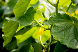 How to Use Tents for Summer Cucumbers Indoors