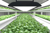 How to Use Fluorescent Lights for Growing Leafy Greens Indoors