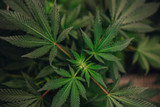 Propagation Challenges and Solutions for Cannabis Cultivators