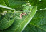 Early Pest Control for Safe Summer Harvests