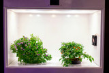 Lighting Accessories for Extra Sunlight in Cloudy Spring