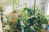 Pots Selection Ideas as Spring Indoor Gardens Expand