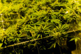 How to Identify and Manage Pest Infestations in Your Grow Room