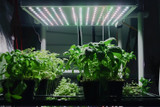LED Grow Lights Tips for Keeping Plants Green in Spring