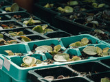 Why Nutrients Matter Most When Starting Seeds in Winter