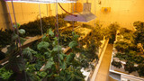 Creating Perfect Growing Conditions with the Right Grow Tents Creating Perfect Growing Conditions with the Right Grow Tents
