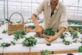 The Role of Additives in Addressing Plant Stress