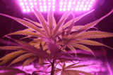 Troubleshooting Heat Issues with LED Grow Lights