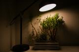 Best Lighting Accessories for Different Stages of Growth