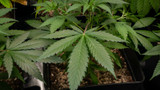 4 Telltale Signs of Mildew on Cannabis Plants