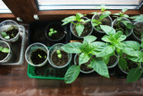 How to Prevent and Treat Common Grow Room Pests