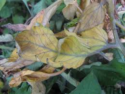 Image result for dying foliage on the branch tomatoes