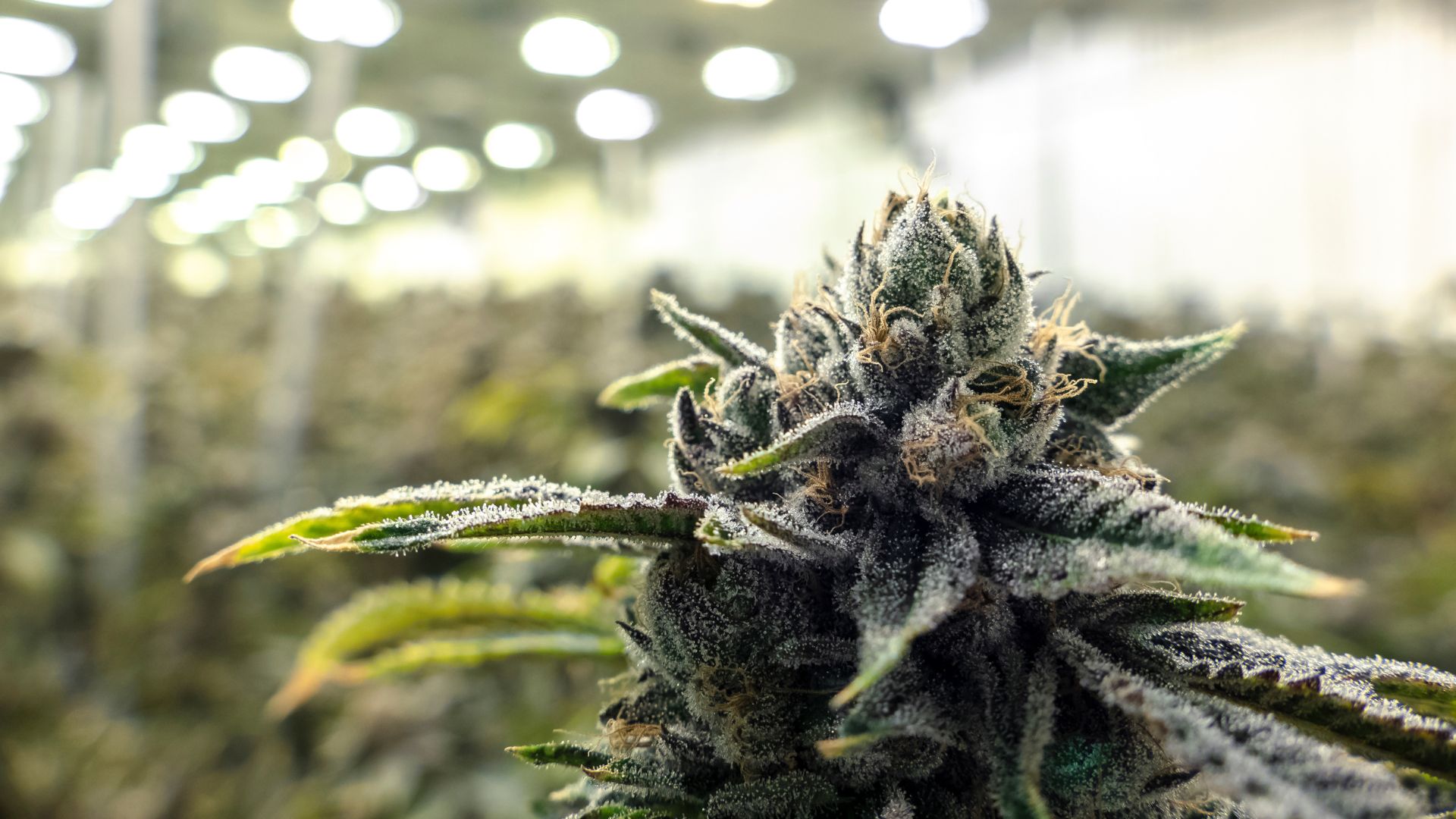 Helpful Gadgets To Grow Cannabis - RQS Blog