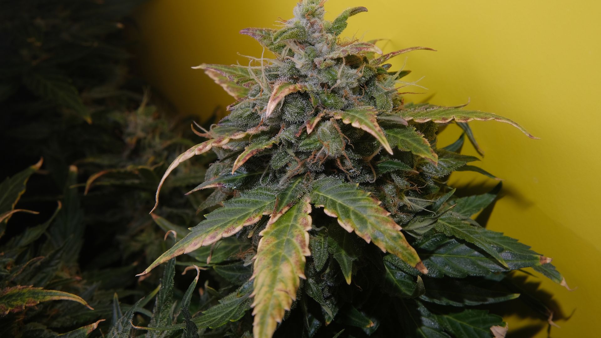 4 Signs of Nutrient Deficiencies in Plants - Shore Grow