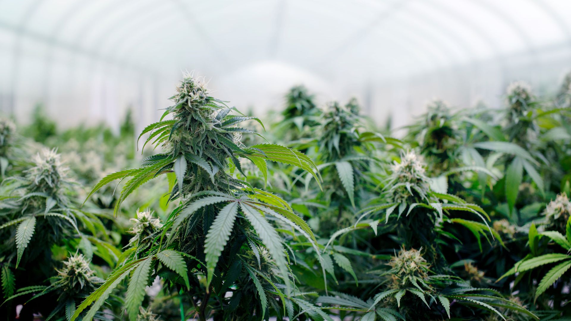 La ventilation dans les plantations de marijuana indoor