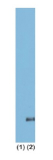 13-0031 Western Blot