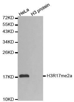 13-0016 Western Blot