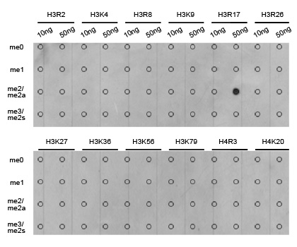 13-0016 Dot Blot