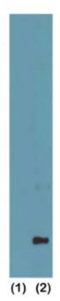 13-0026 Western Blot data