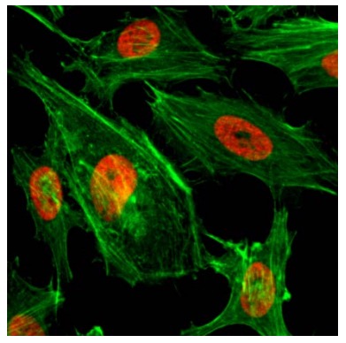 13-0027 Immunocytochemistry