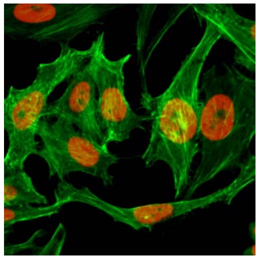 13-0029 Immunocytochemistry