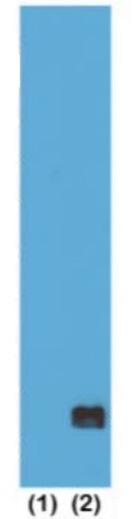13-0029 Western Blot data
