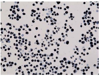 13-0030 Immunohistochemistry