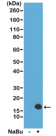 13-0034 Western Blot data