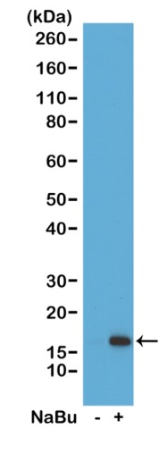 13-0035 Western Blot data