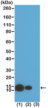13-0036 Western Blot data