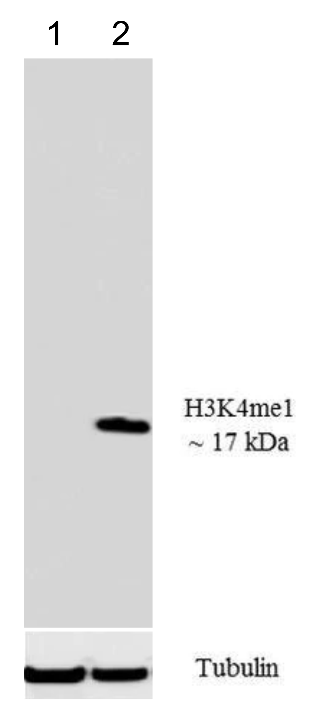 13-0040 Western Blot data