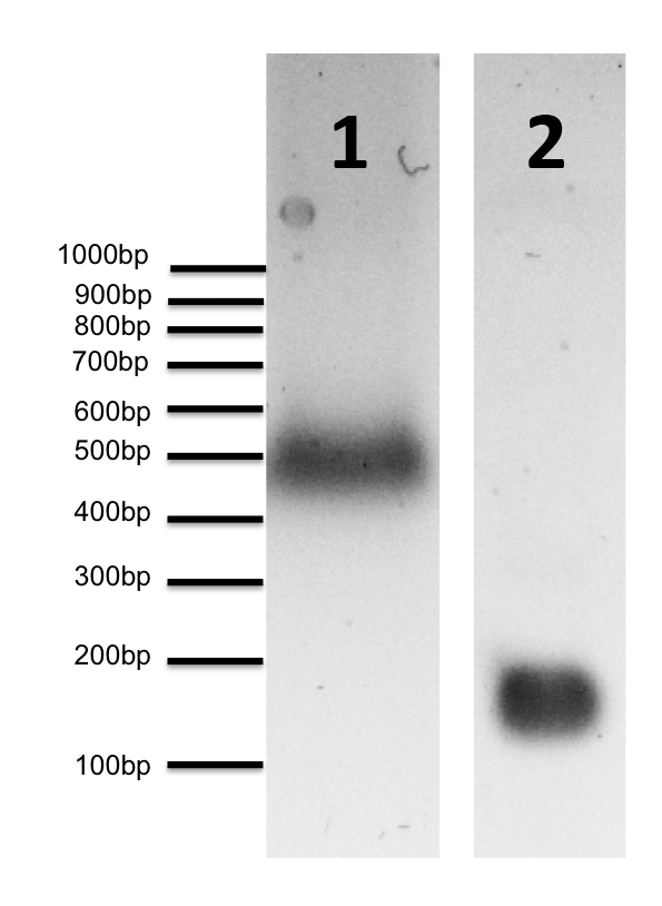 16-0011 DNA Gel