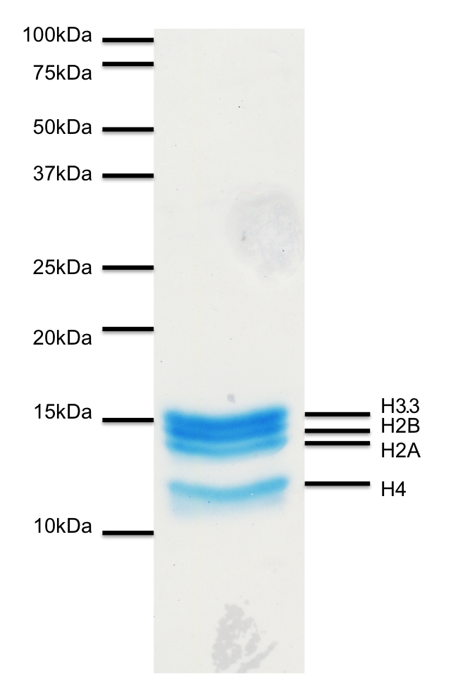 16-0011 Protein Gel