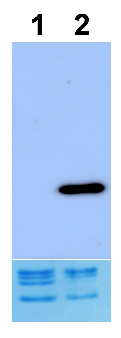 16-0013 Western Blot