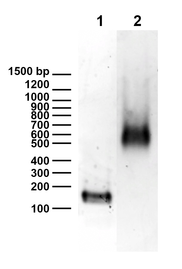 16-0013 DNA Gel